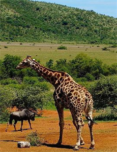 马里布救生队 第一季